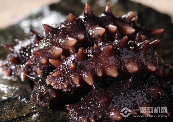 海恩康海参加盟