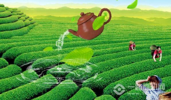 天润万和茶业 天润万和茶业