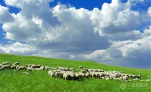 绿草地涮肥羊
