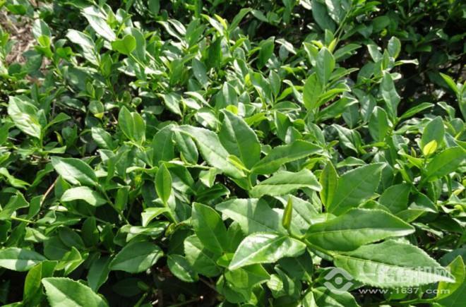 天林茶叶 天林茶叶