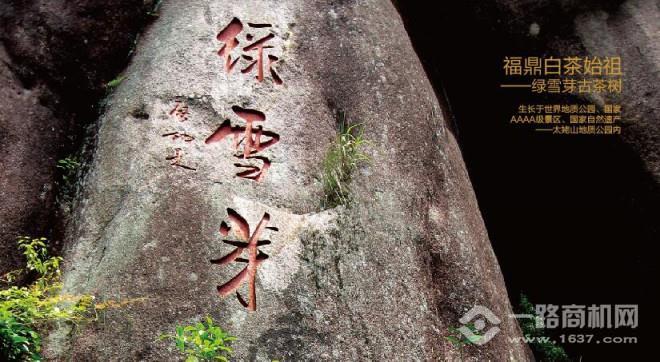 綠雪芽白茶