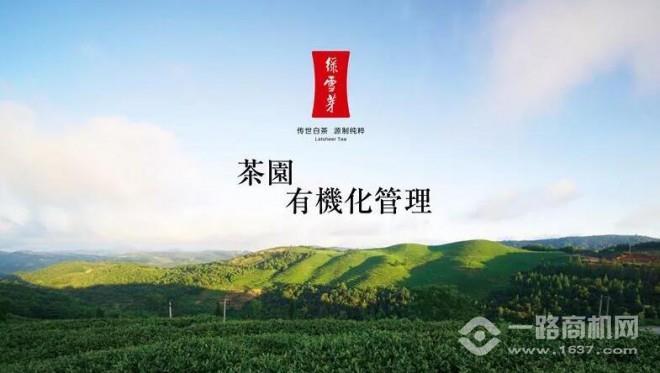 綠雪芽白茶加盟