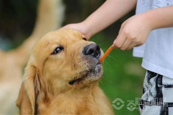 犬语者宠物训导馆