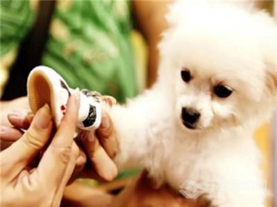 犬语者宠物训导馆