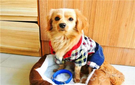 犬语者宠物训导馆