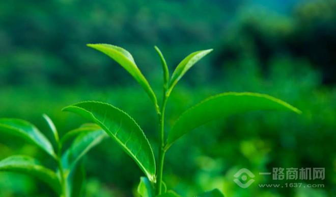 金頌茶葉加盟