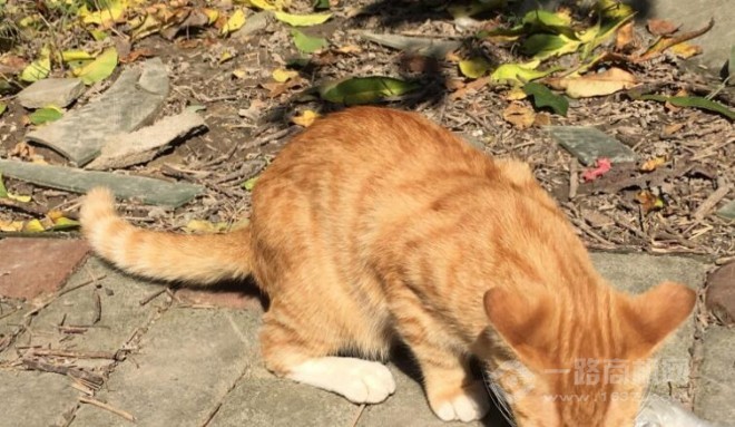 美狗岛宠物加盟