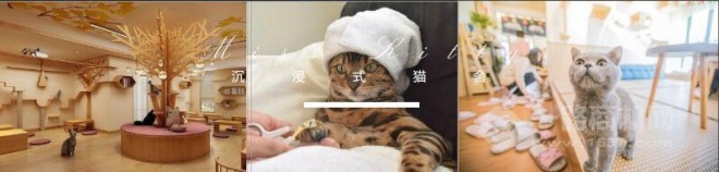misskitty貓咖