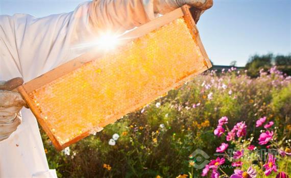 天山的恩赐蜂蜜