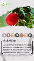 青水玉禾红豆杉酵素浴