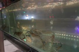 流水蝦海鮮自助