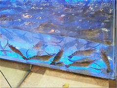 流水蝦海鮮自助