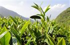 沁雅茶叶