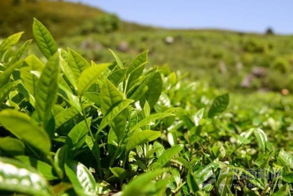 云合茶业 云合茶业