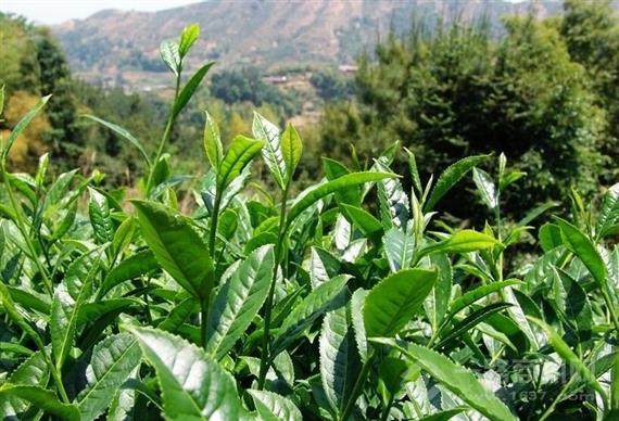 田峰山茶叶