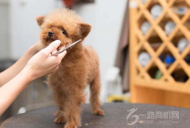 火星萌宠宠物店