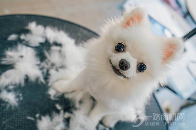 火星萌宠宠物店