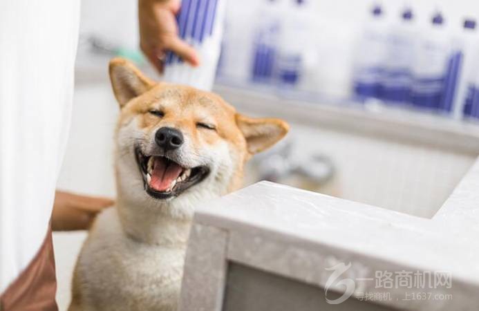 火星萌宠宠物店