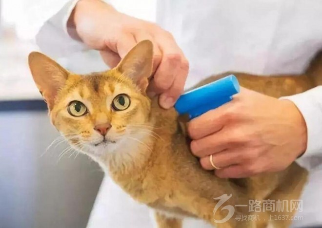 顽皮家族宠物店加盟