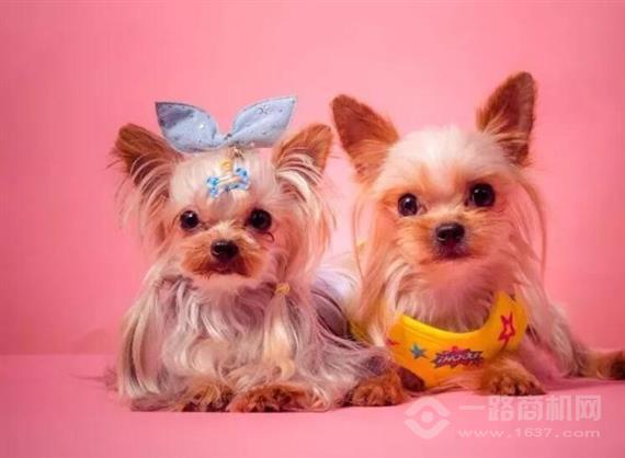 宠友友宠物用品