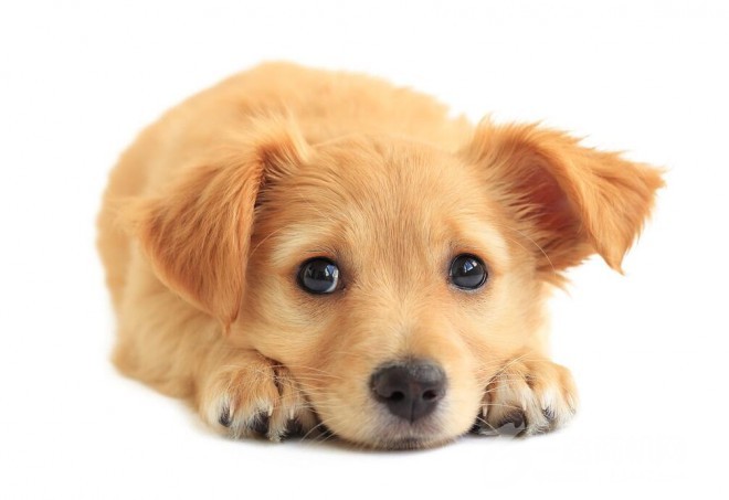 愛(ài)尚寵寵物店加盟