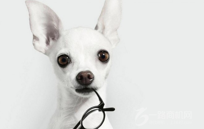 爱尚宠宠物店加盟