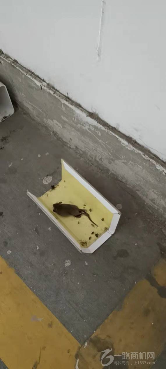 山东虫清消杀灭虫加盟公司