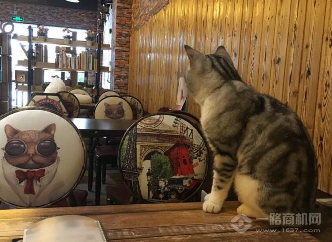 坨坨猫咖啡厅加盟