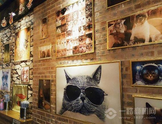 坨坨猫咖啡厅