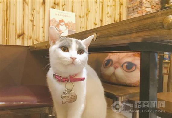 坨坨猫咖啡厅