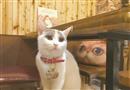 坨坨猫咖啡厅