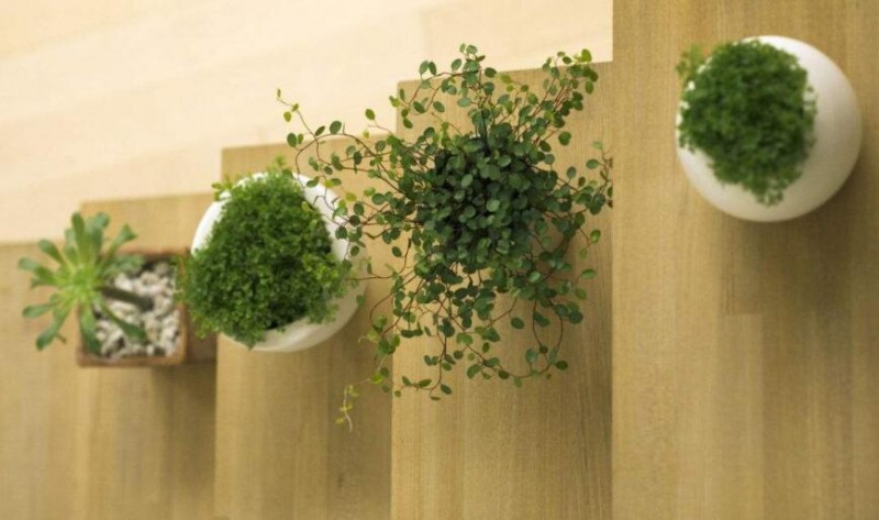 绿萝帮除甲醛加盟