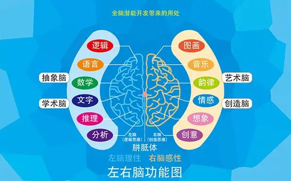 新智慧全脑教育