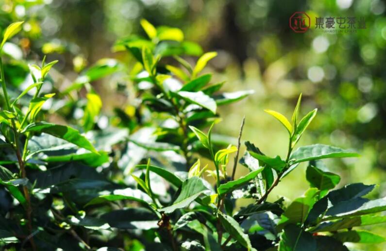 集豪屯茶业加盟