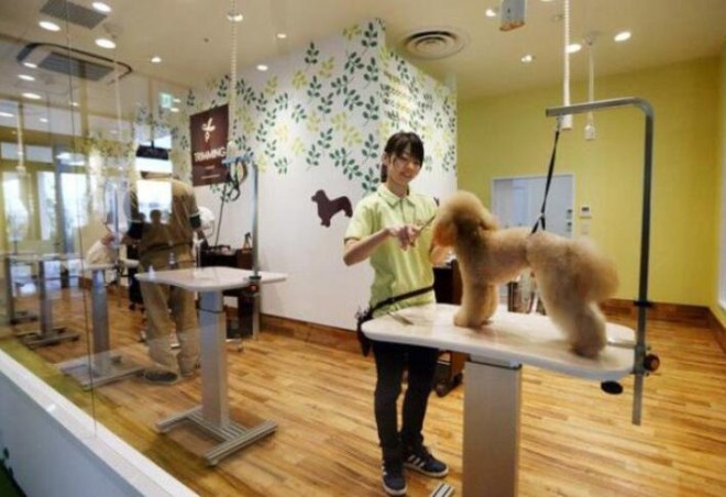 麥樂斯寵物店 麥樂斯寵物店