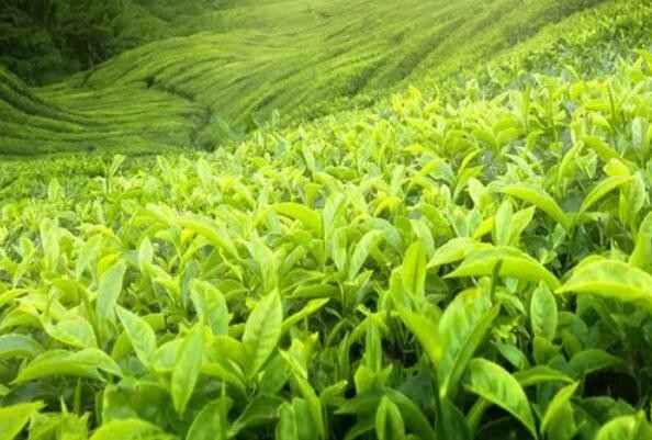安徽茶叶