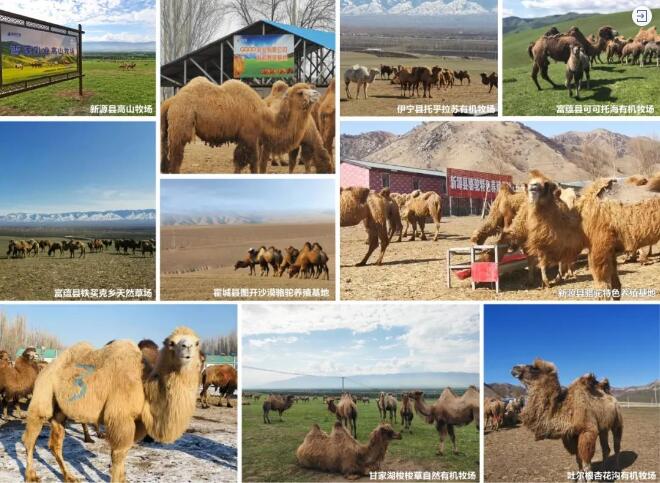 驼牧尔新疆骆驼奶粉加盟