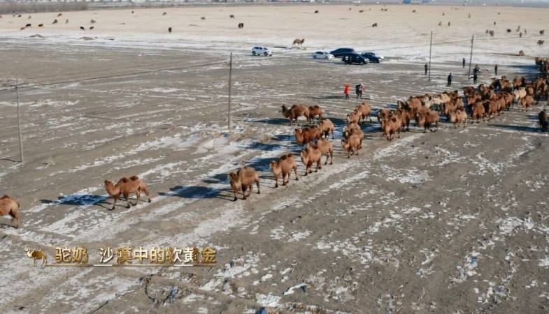 原始黄金骆驼奶