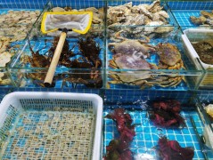 泊来鲜