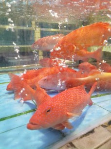 泊来鲜