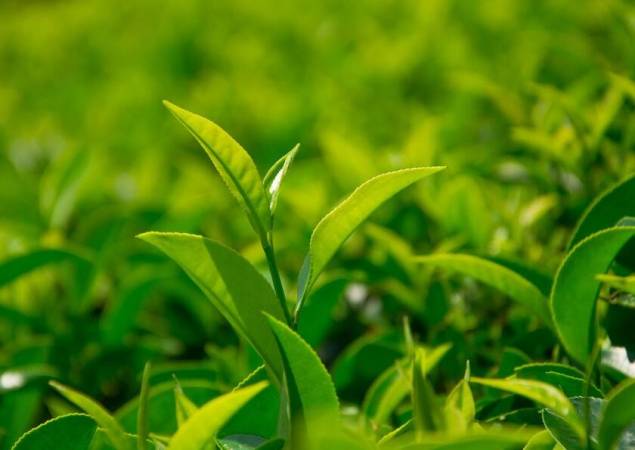 茶叶