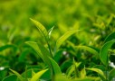 茶叶