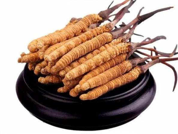 冬虫夏草实体店