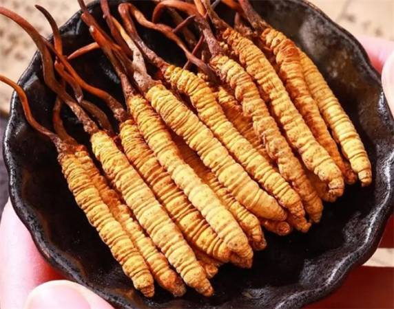 冬虫夏草实体店