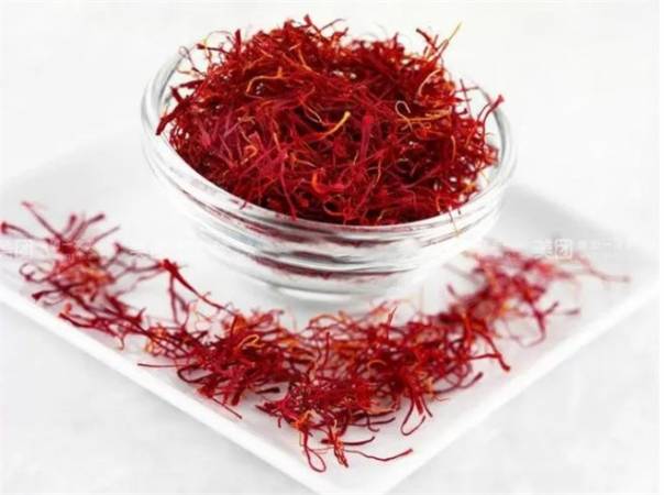 藏红花厂家供应