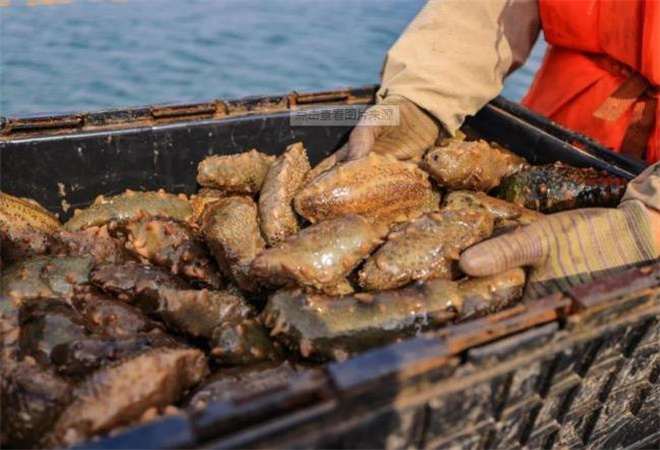 榮成盛平海參加盟