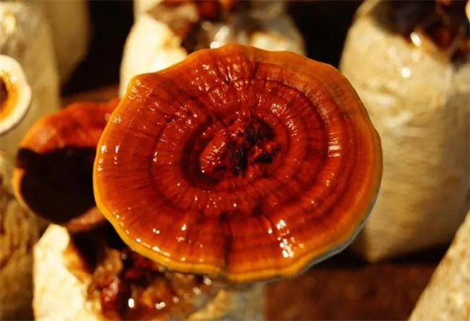 健之源灵芝 健之源灵芝