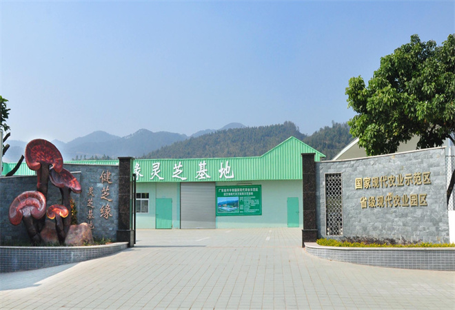 健之源灵芝 健之源灵芝