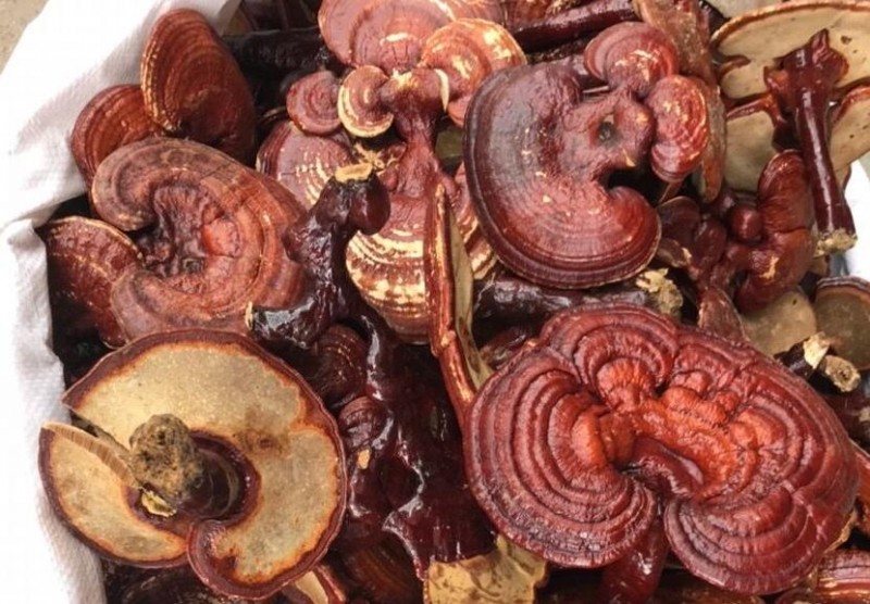 英芝堂灵芝粉加盟