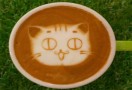 茶猫奶茶